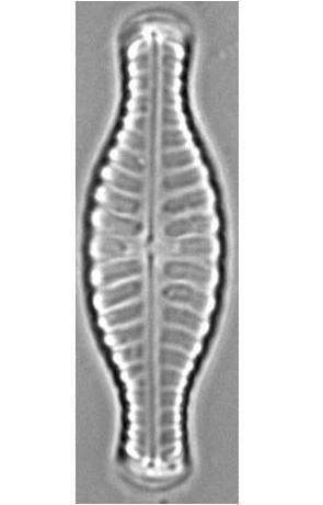 micro-organism